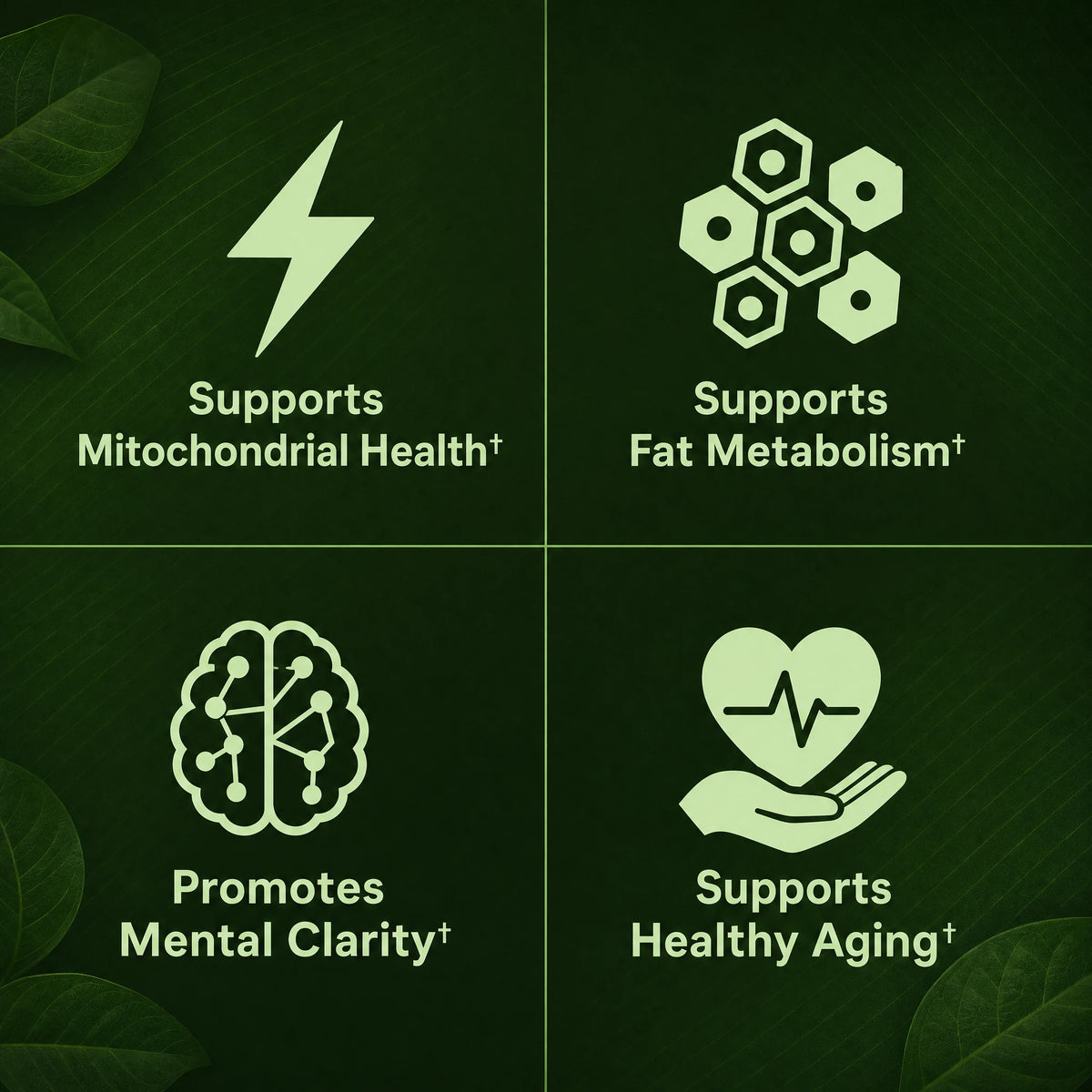 Moringa - Miracle Tree of Life